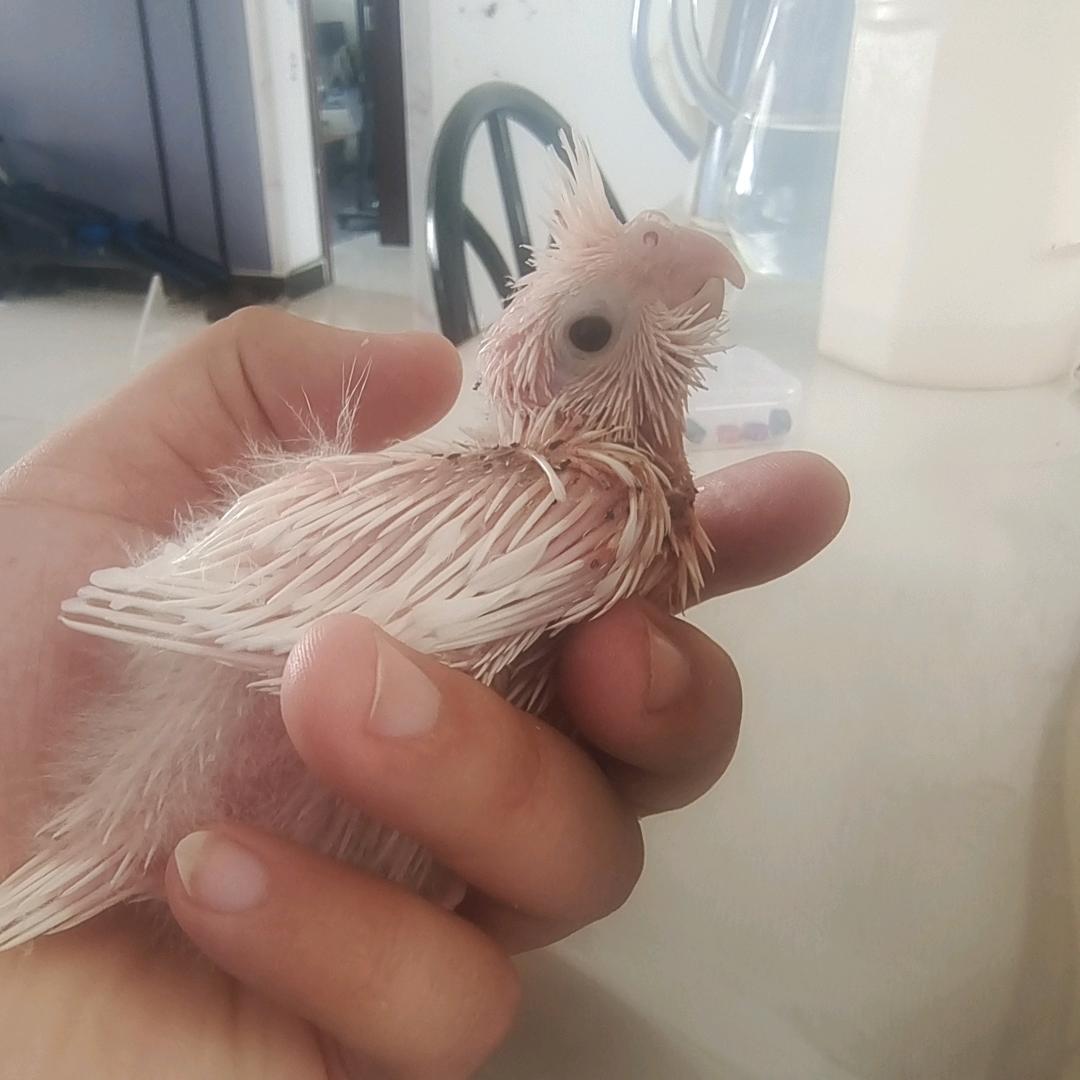 小白鸡的快乐生活