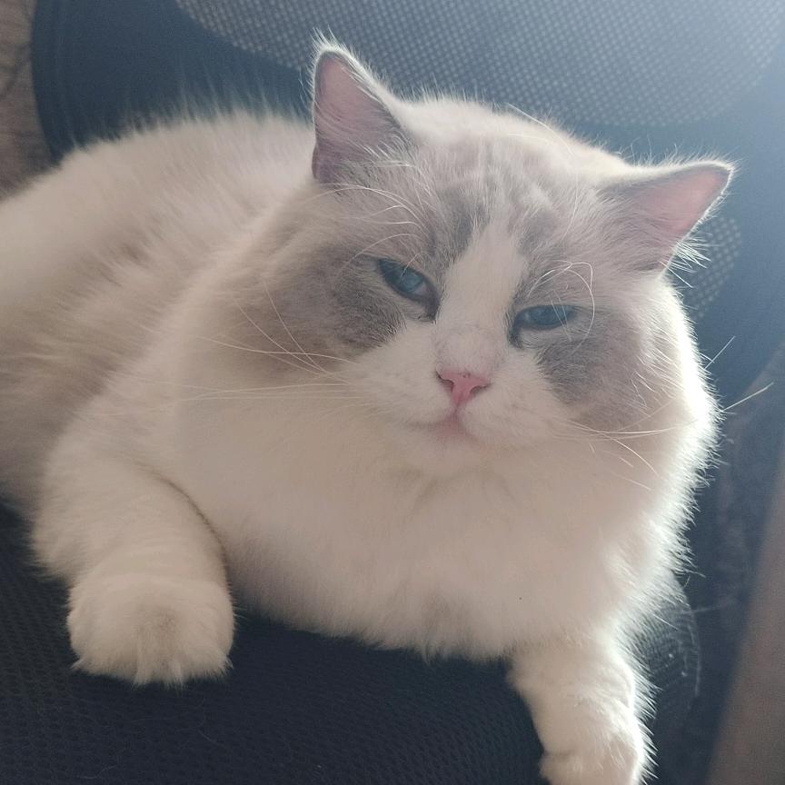 小猪咪