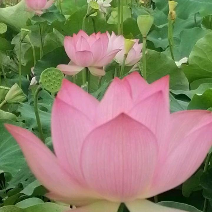 文龙