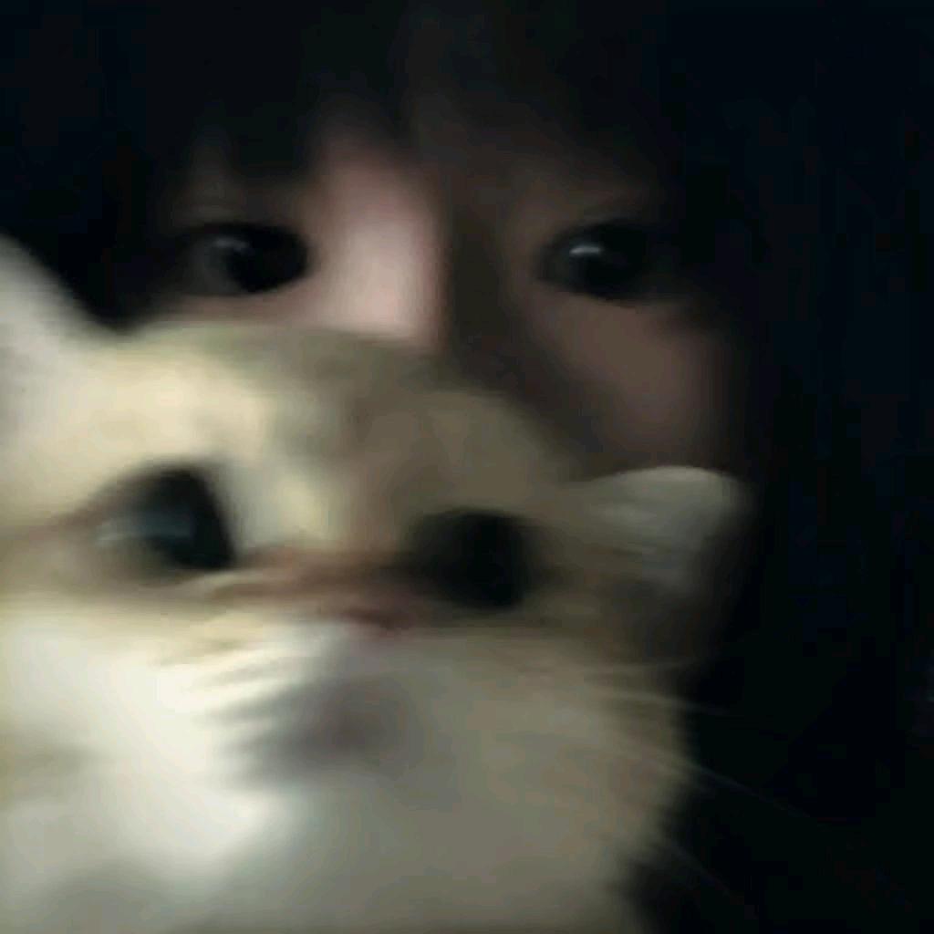 晕头小猫🐈