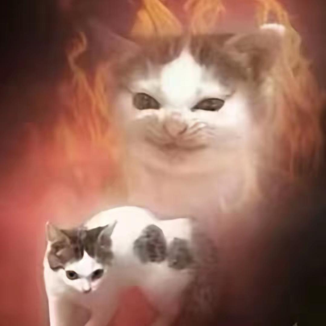 容易冲动的小猫