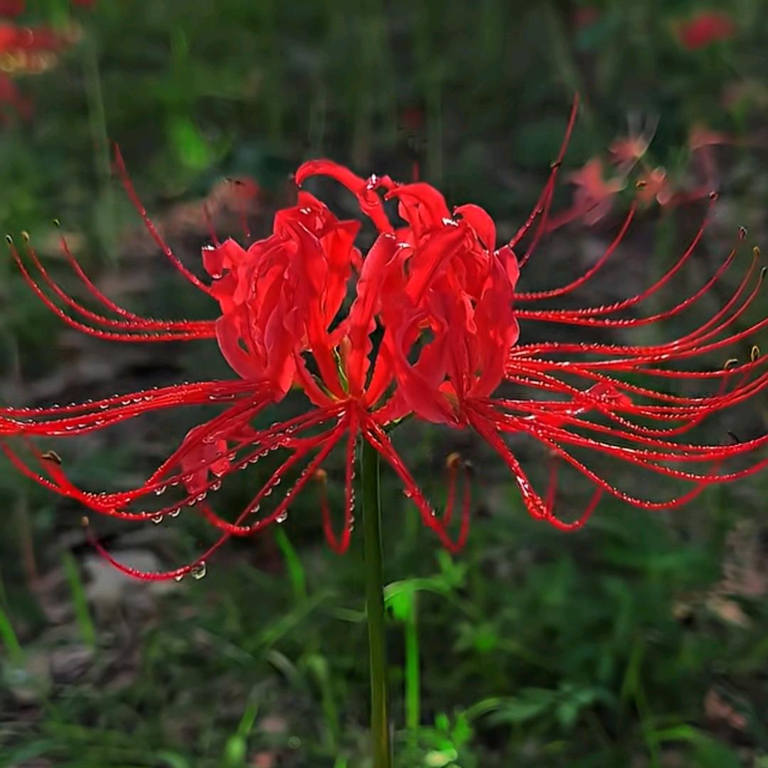 莫干