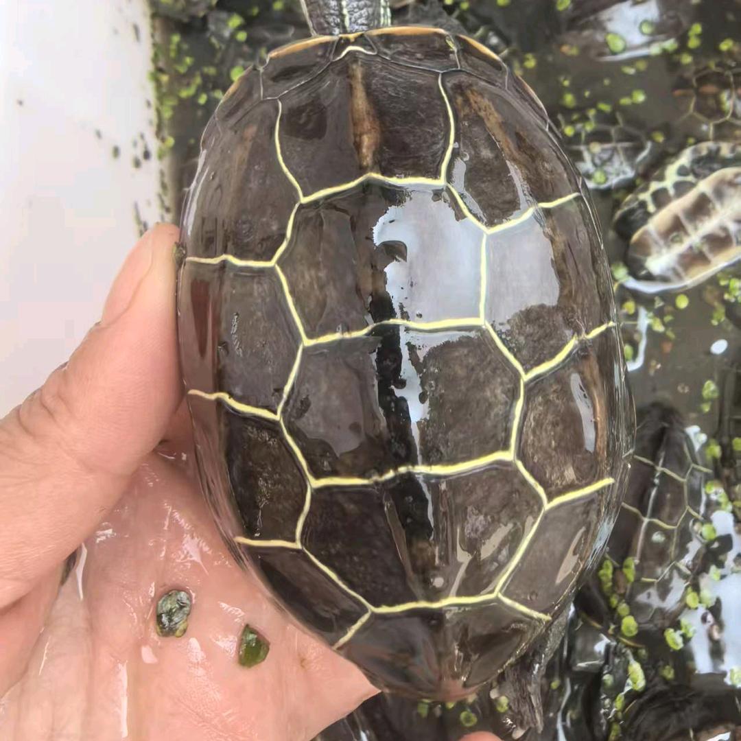 龟宠质欣的头像