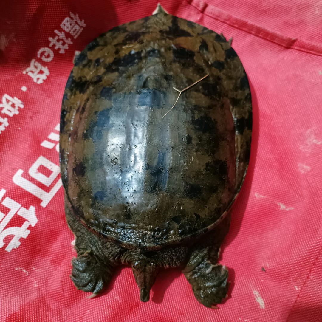 专业户外品质甲鱼哥