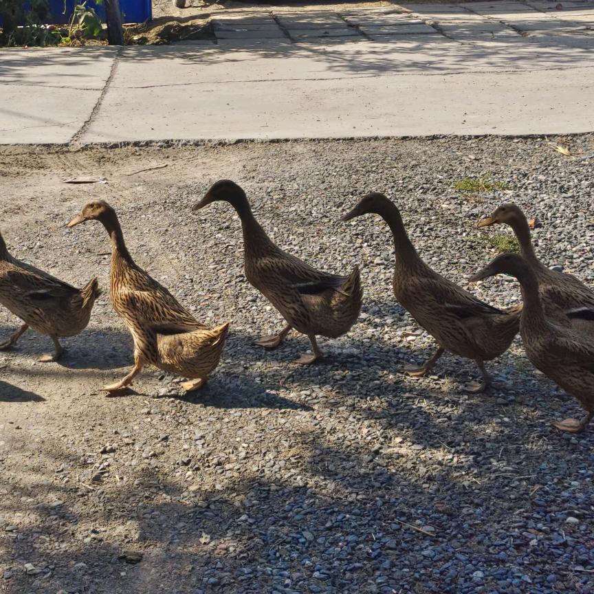 可可爱爱，心情不坏