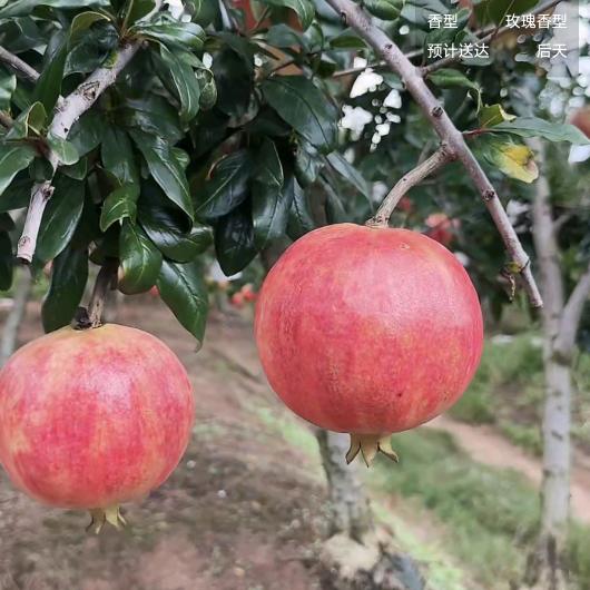 幸福美满一家人