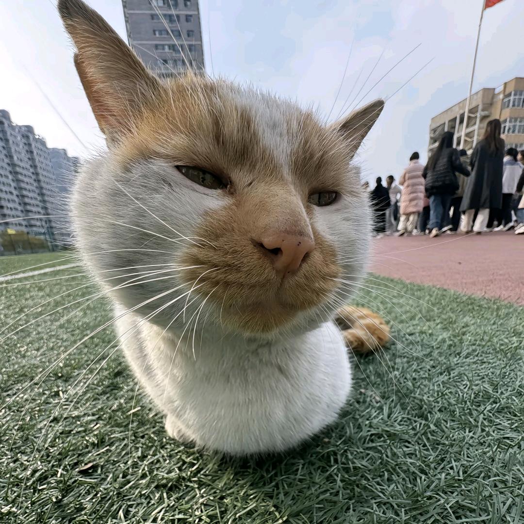 有点团