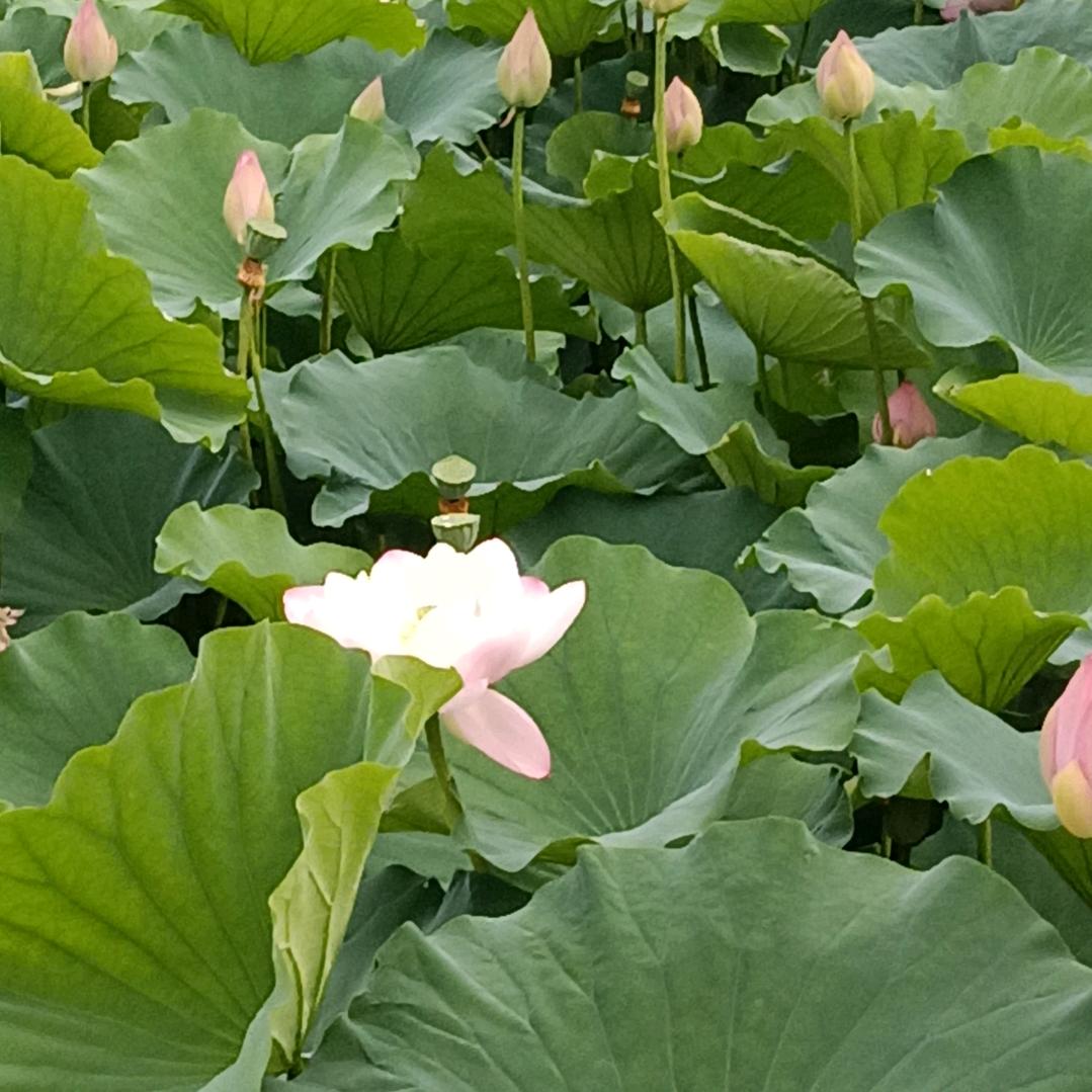 电工@才哥