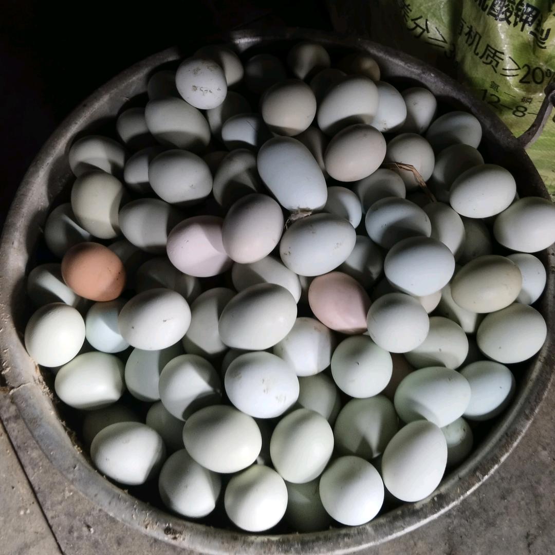 向子戈，鸡司令