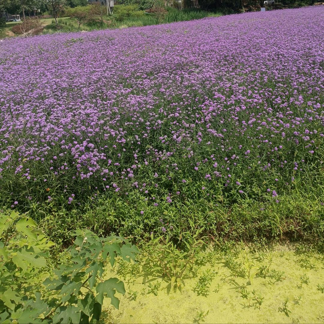 安紫悦