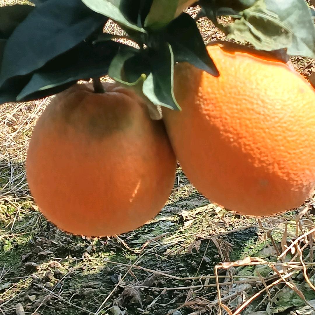 郭春林