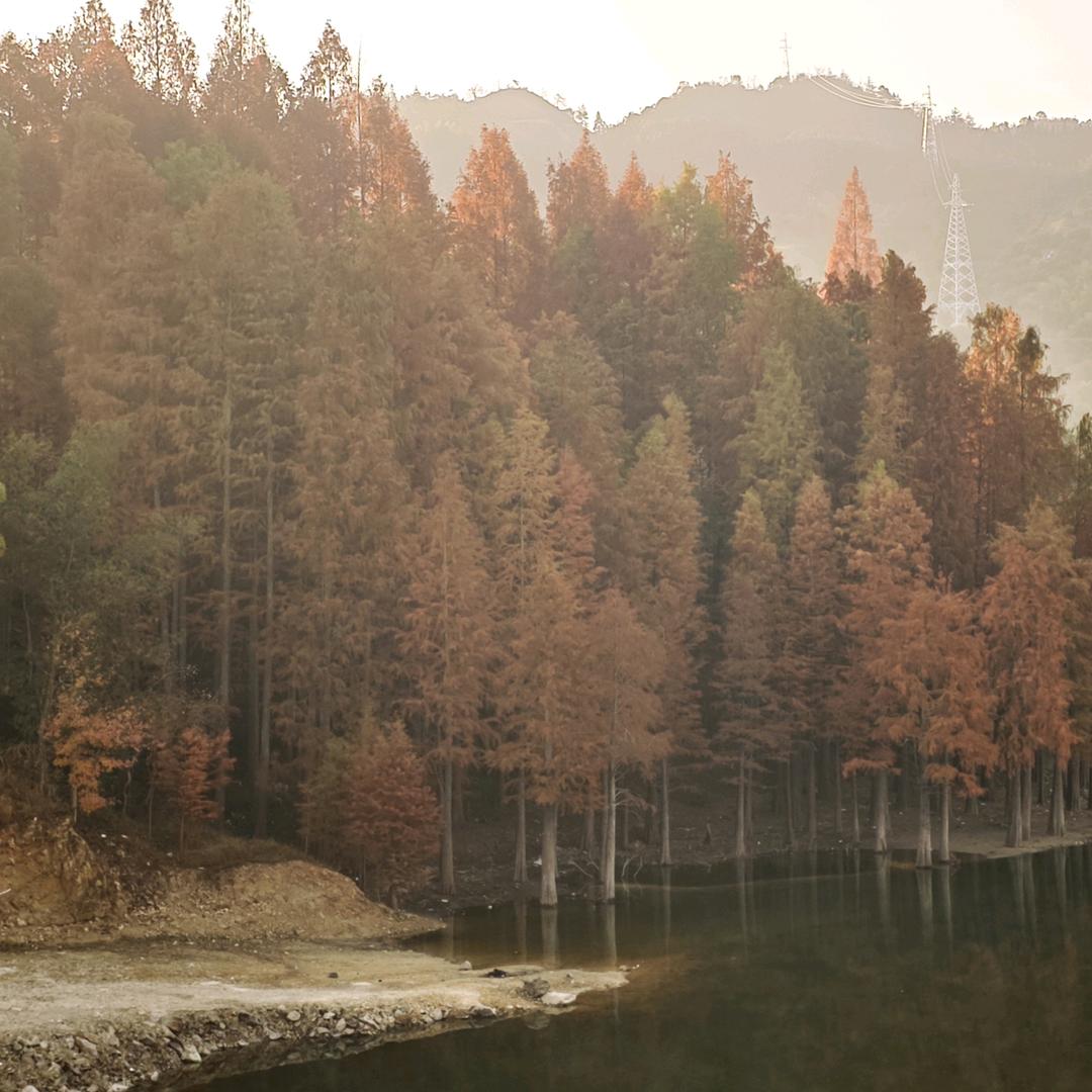晨辉仙居(◐ o ◑ )高山杨梅