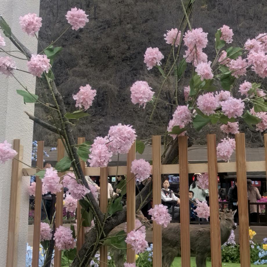 太阳花