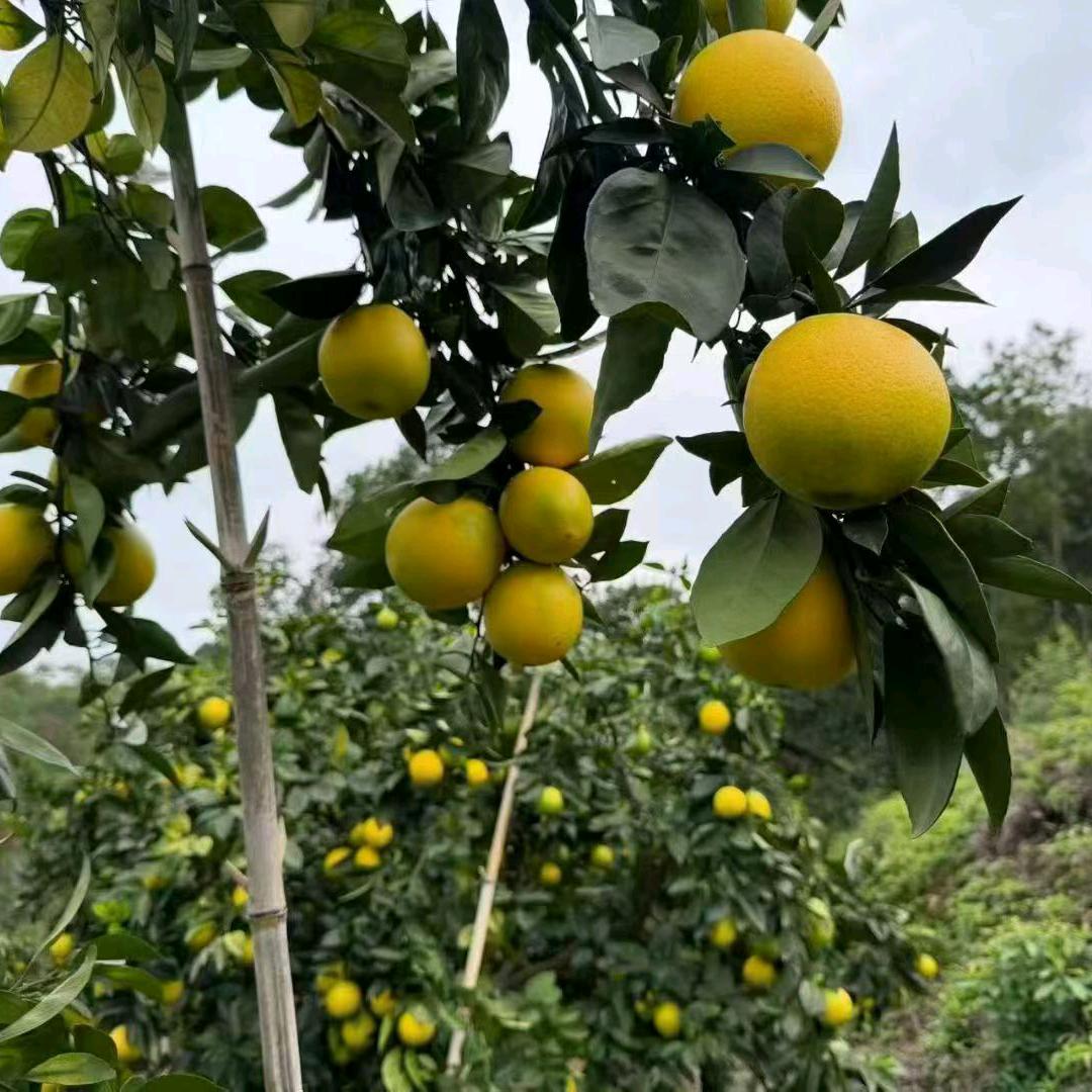 宁静致远(顶级赣南脐橙种植者)