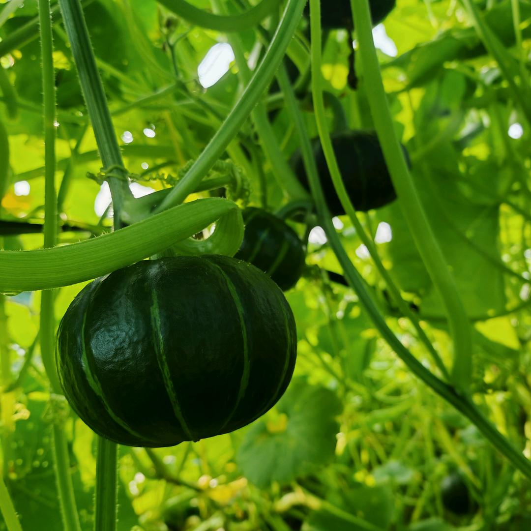 知心优品农副产品