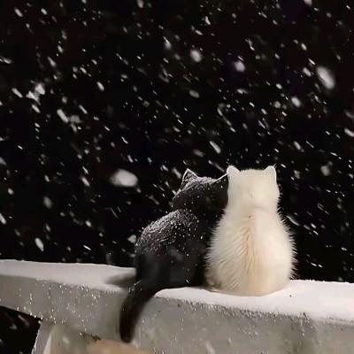 🐾 ᭄妹妹的乆㚘᭄