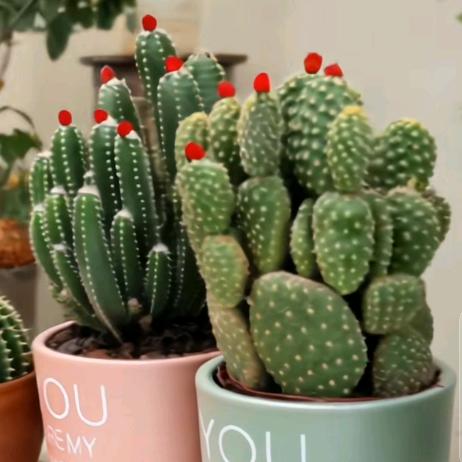 🌵仙人球