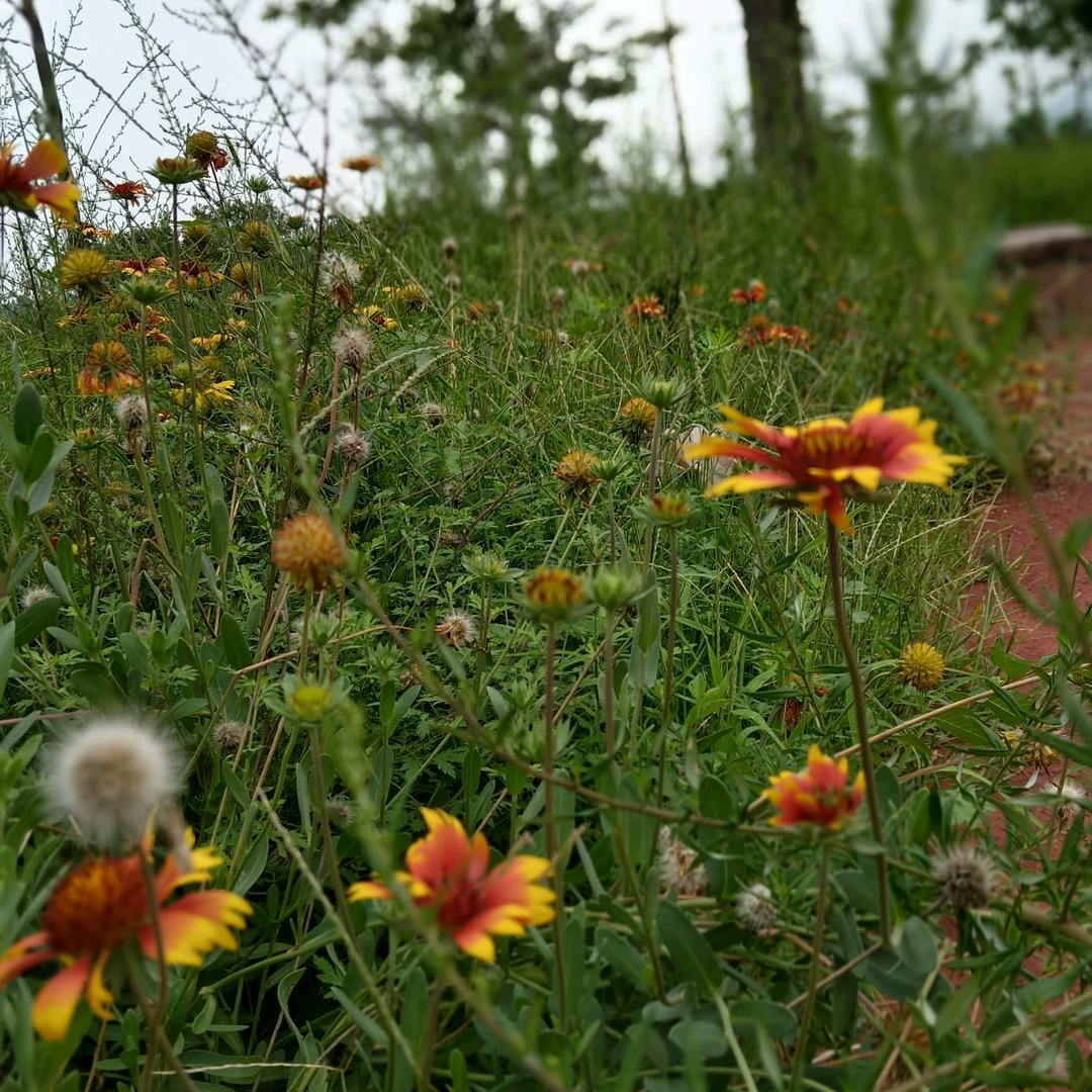 (๑•̌余生安好.•๑)