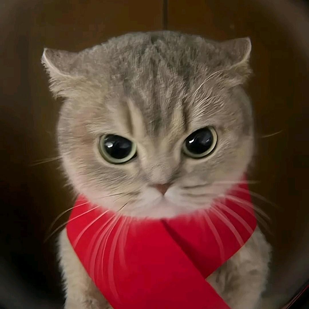几个秋