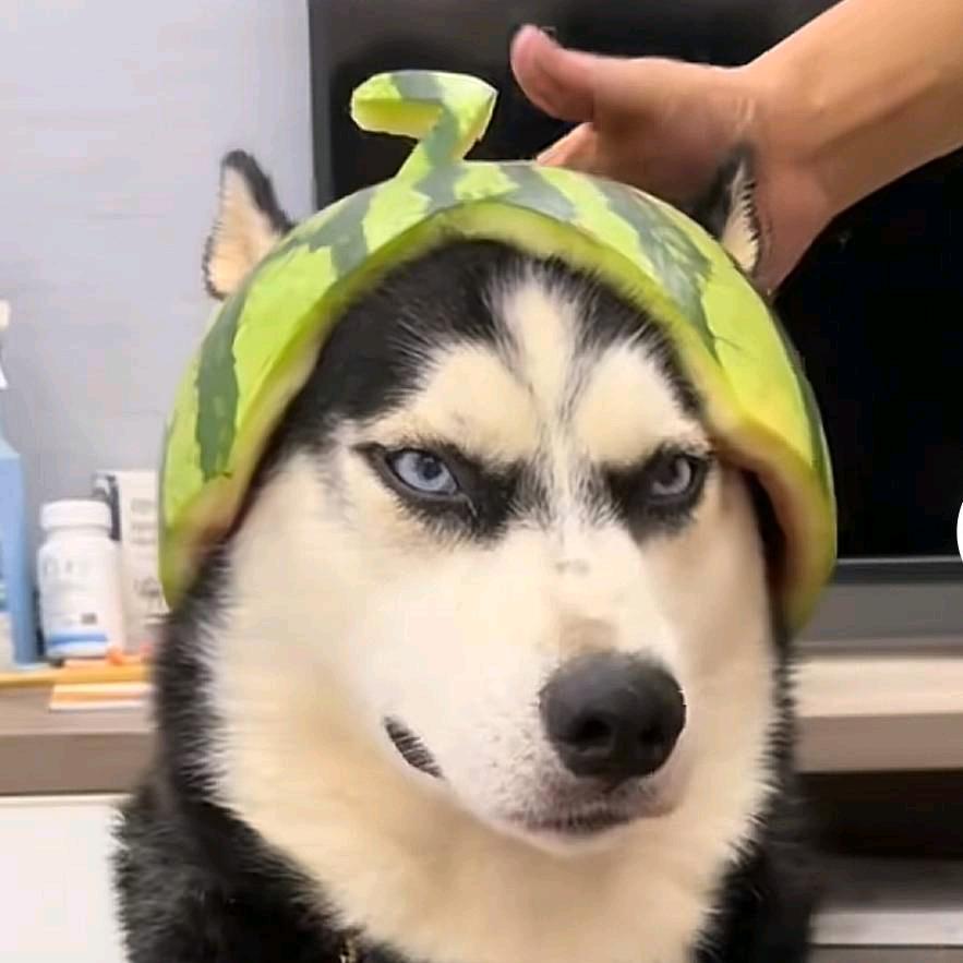 二哈真君