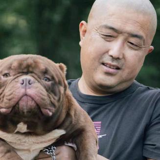 国际庄鑫达恶霸犬舍