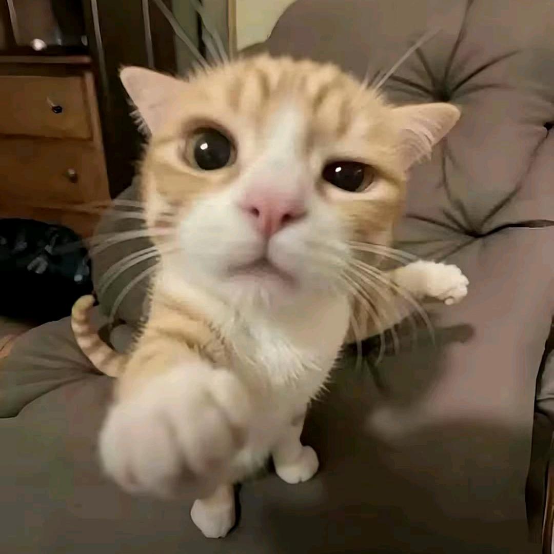 CR_TIam（低价打杯）