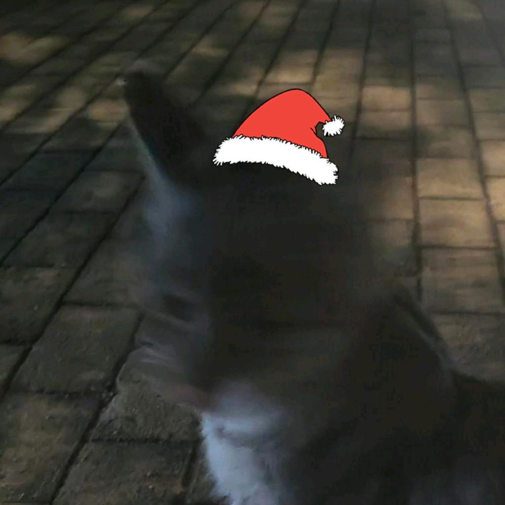 恐怖的猫肚入侵者