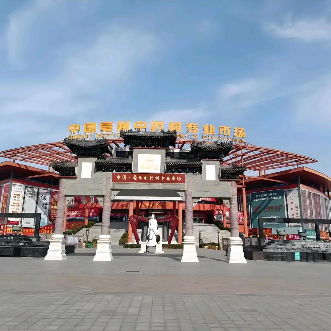 东方药源中药材种植  燕子(小号)