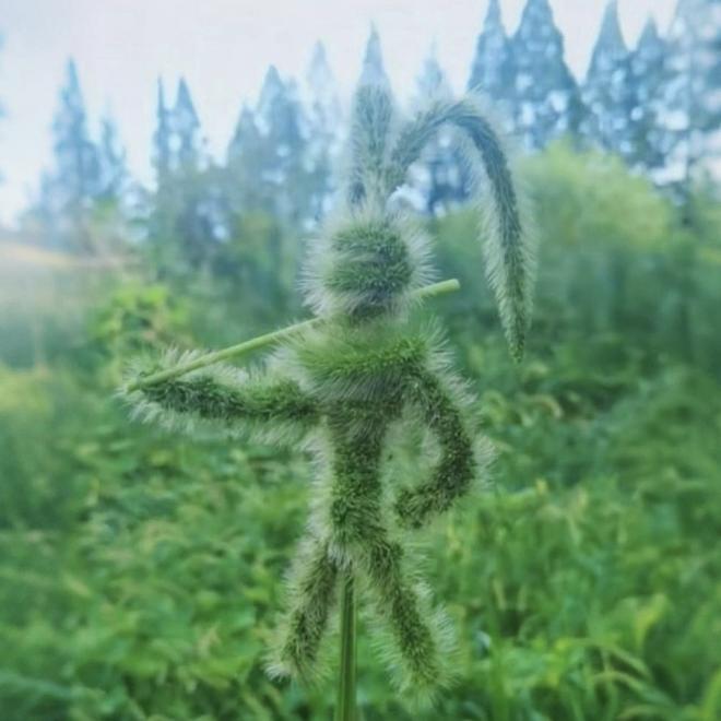 发芽张绿叶了