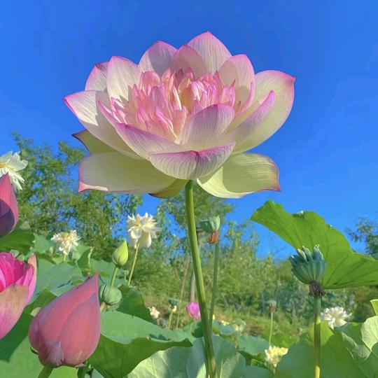 🌺🌼随风而去☘🌸