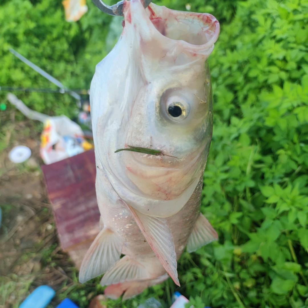 野钓 阿秋