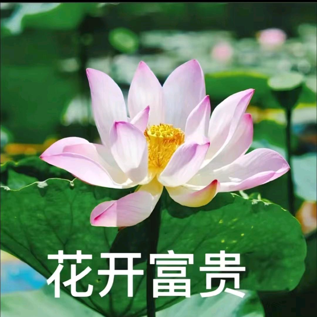 Ad钙化奶