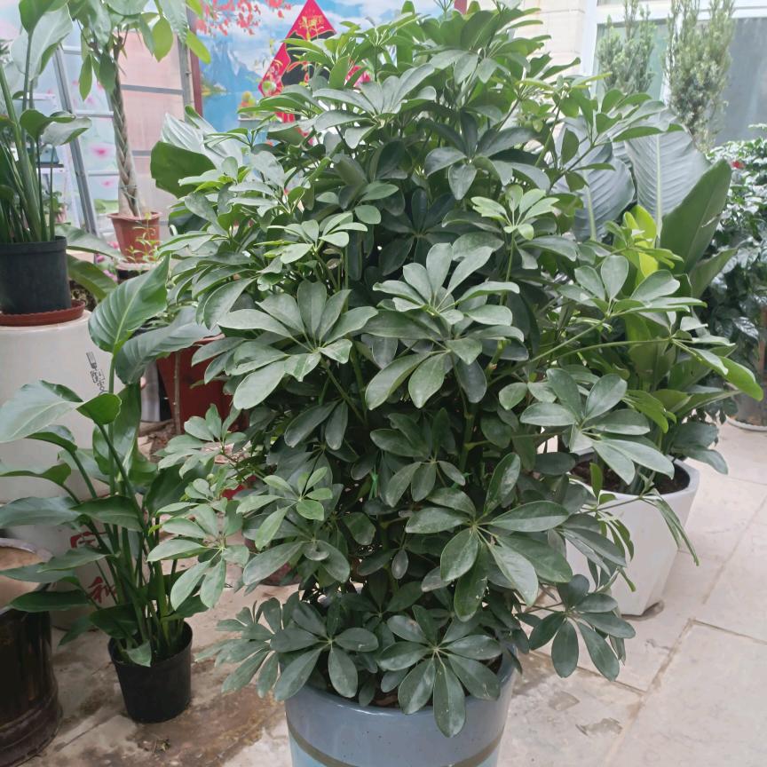 茜茜公主