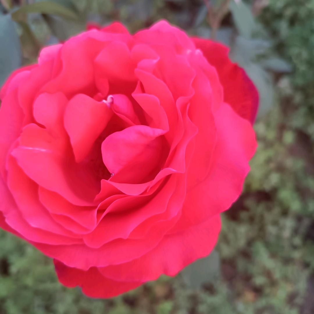 今生缘，（拒私聊）