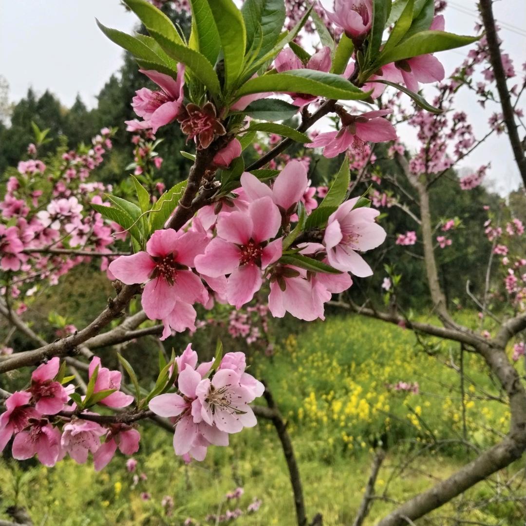 两小无猜