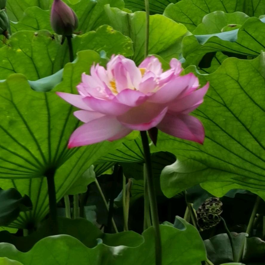 苦瓜