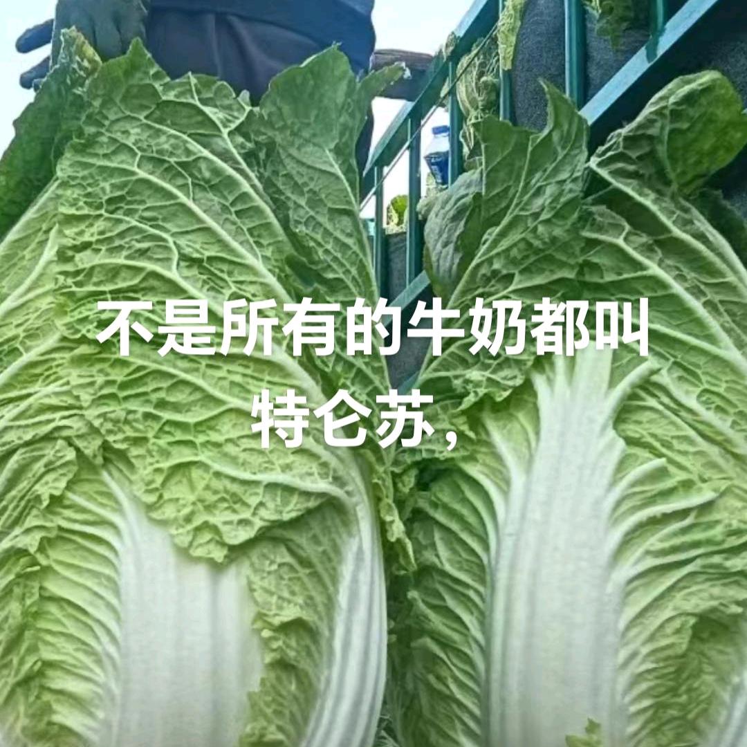珂珂萝卜