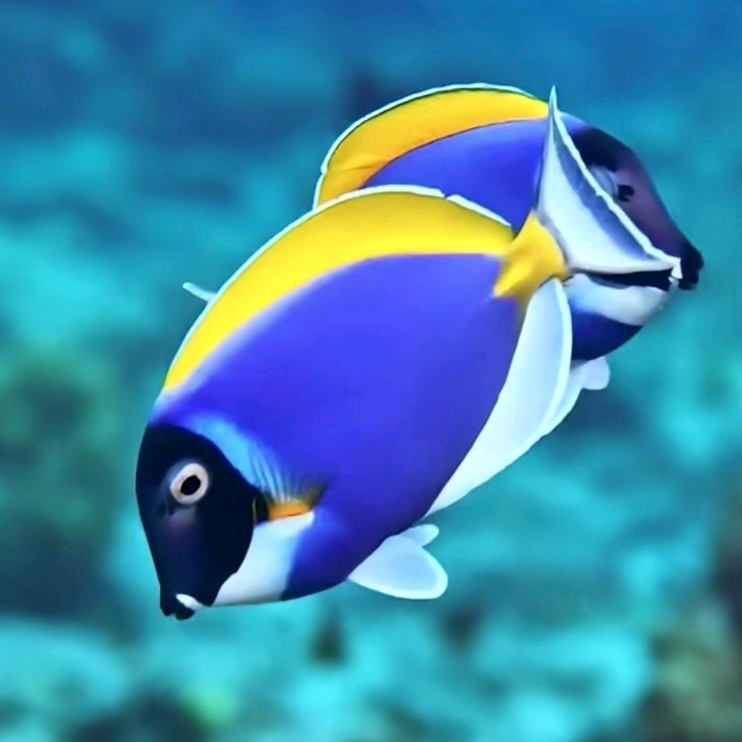 东北浩洋海水观赏鱼（养定版）