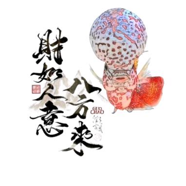 🇰🩵🇰罗汉鱼