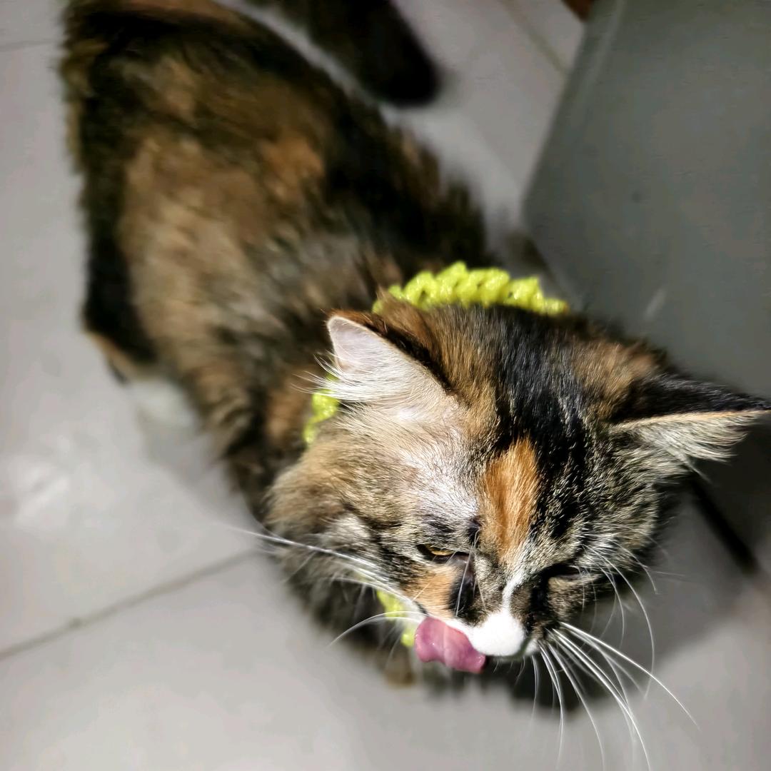 猫猫成长记