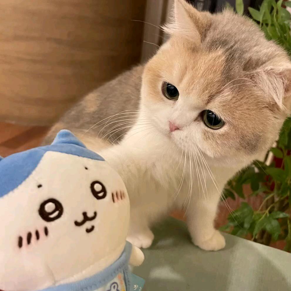 紫酱