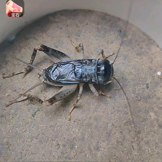 四处奔波的小毛驴