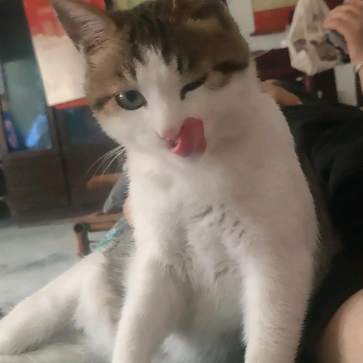 小狸花