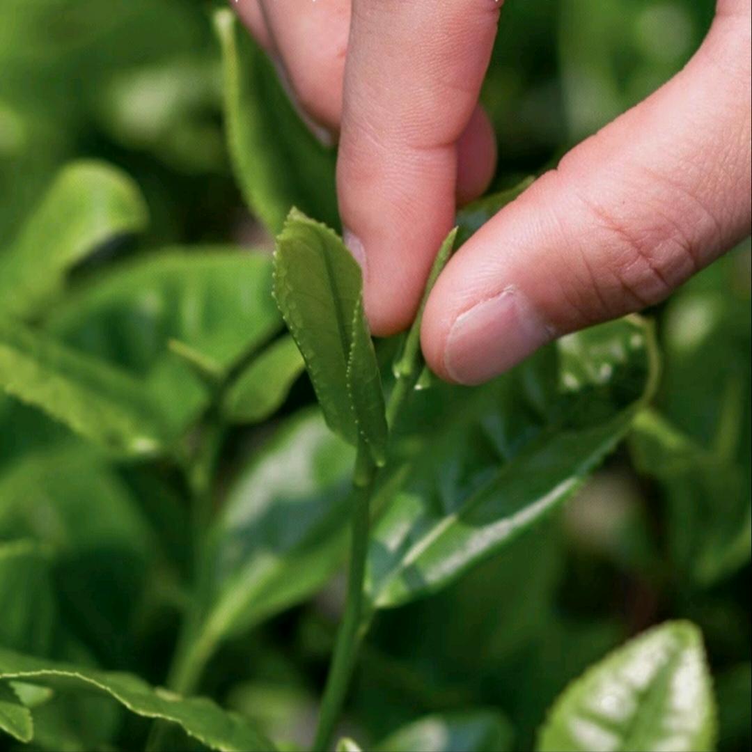 茗光留客茶叶商行