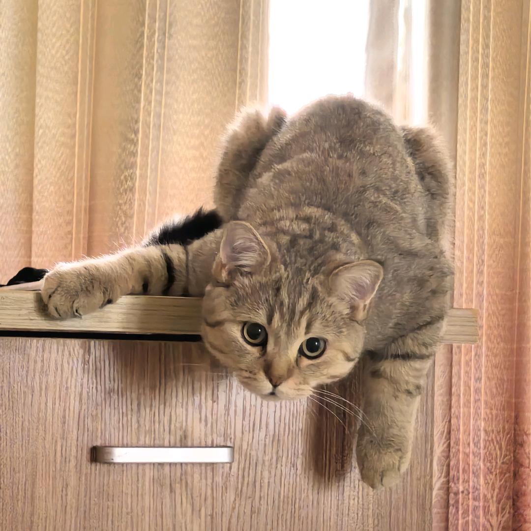 富贵小馋包🐈