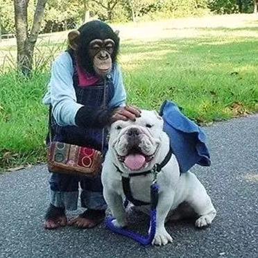 重庆众聚德汽车配件