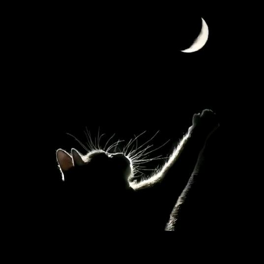 ᴳᵘᵒ