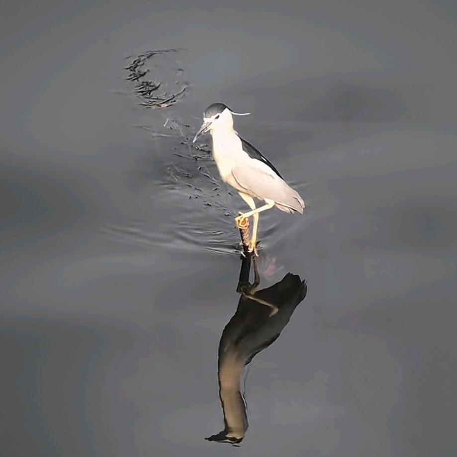 独行