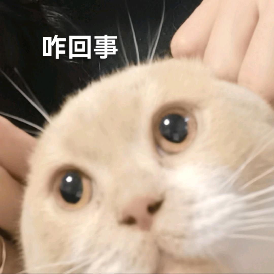 肉松松松的松松🌩