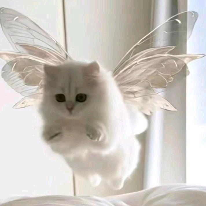 ✨💕ꦿ᭄别碰我✨心༉ᩚ᭄